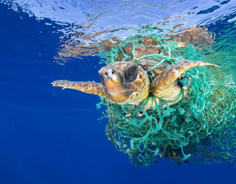 Save the turtles with Eco-friendly yoga wear made from recycled plastic bottles