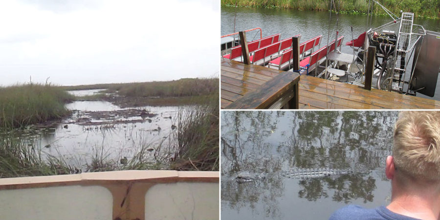 alligators during Everglades' airboat tour in Miami